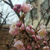 花开了