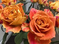 9.9/10支的玫瑰真不错