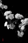 清明节