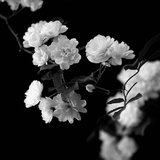 清明节