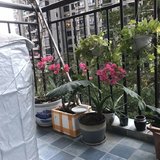 晒晒阳台的花花吧