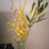 晒晒刚到的跳舞👯兰和百合～