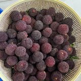 儿子人脉送的杨梅