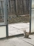 猫猫系列