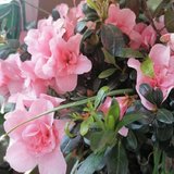 我的后花园