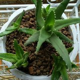 了解植物的习性，控制手少浇水