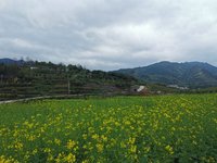 春日踏青