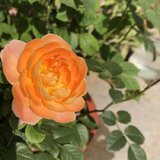 养生局：花一样的年纪，可以如仙人球一样的活着