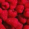 raspberry1988