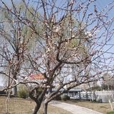 路边的花儿