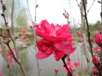 #花开的声音#万紫千红总是春