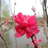 #花开的声音#万紫千红总是春