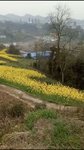 遍地油菜花