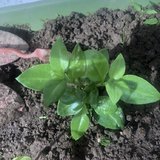 养不死的植物——铜钱草