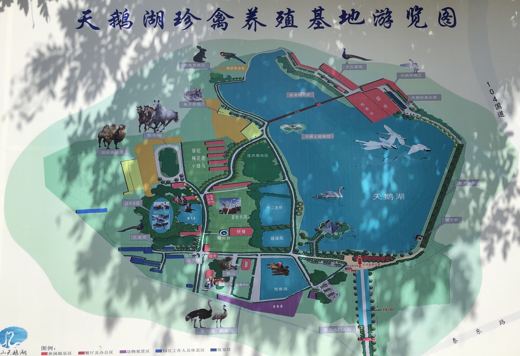 肥城潮泉天鹅湖位置图片