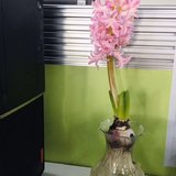 风信子