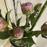 坐等铁蛋开花🌼